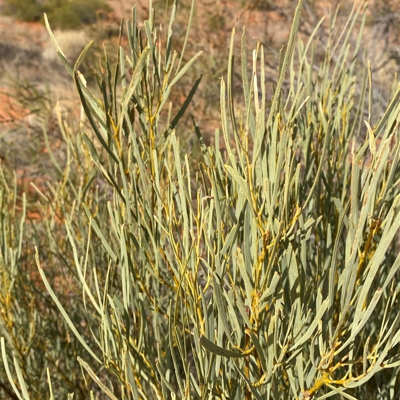 Acacia murrayana