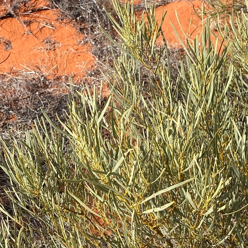 Acacia murrayana