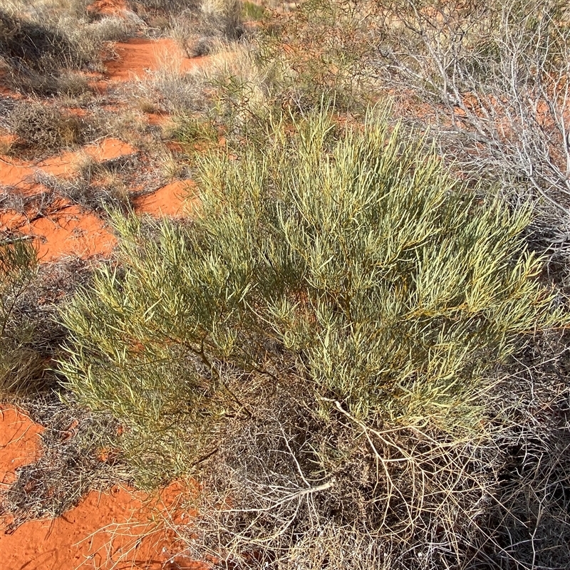 Acacia murrayana