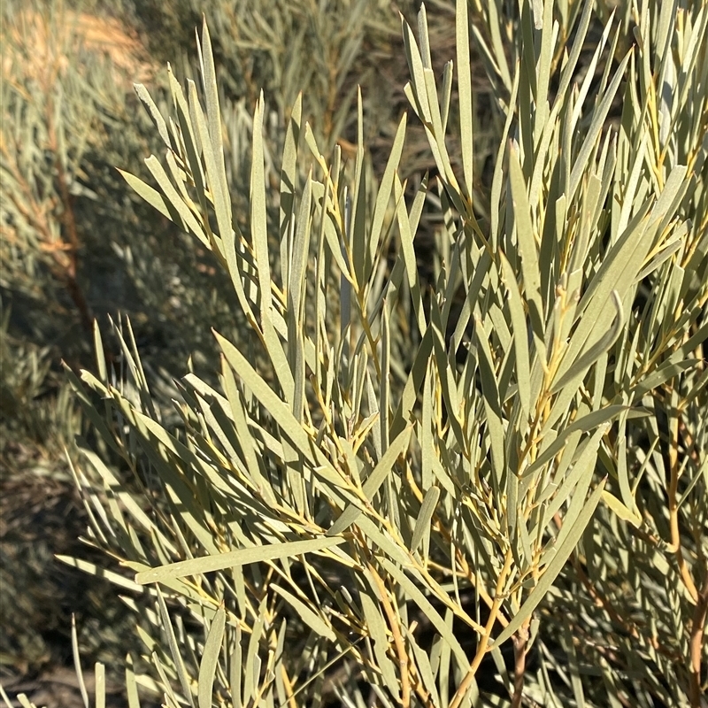 Acacia murrayana