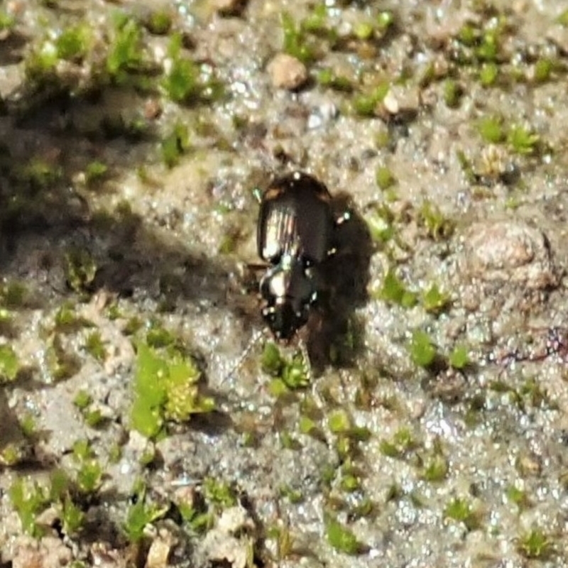 Bembidion sp. (genus)