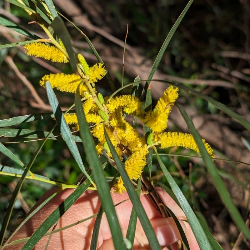 Acacia olgana