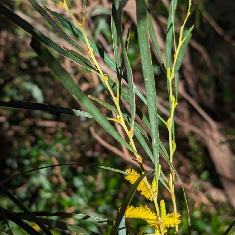 Acacia olgana