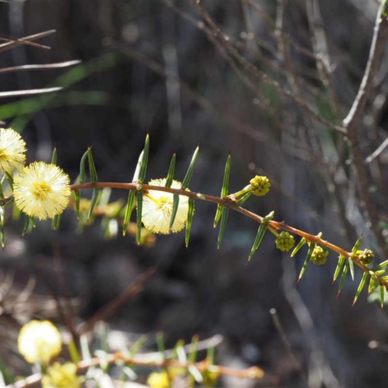 Acacia ulicifolia