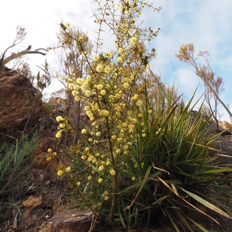 Acacia ulicifolia