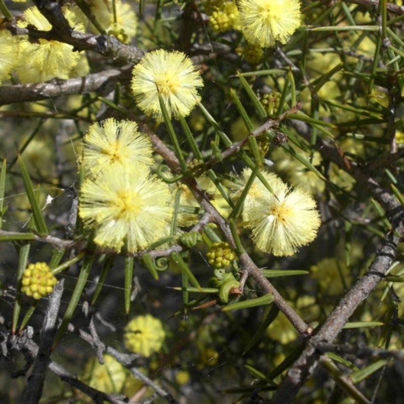 Acacia ulicifolia