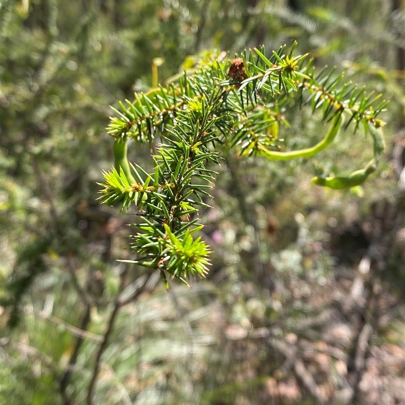 Acacia ulicifolia