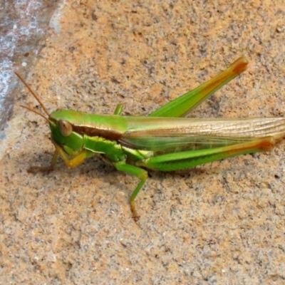 Bermius brachycerus