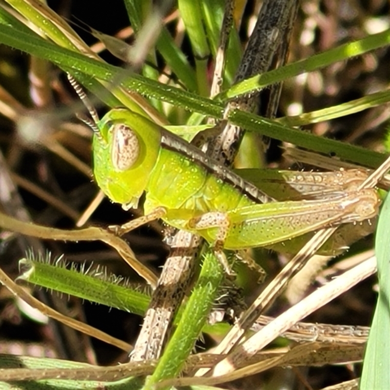 Bermius brachycerus