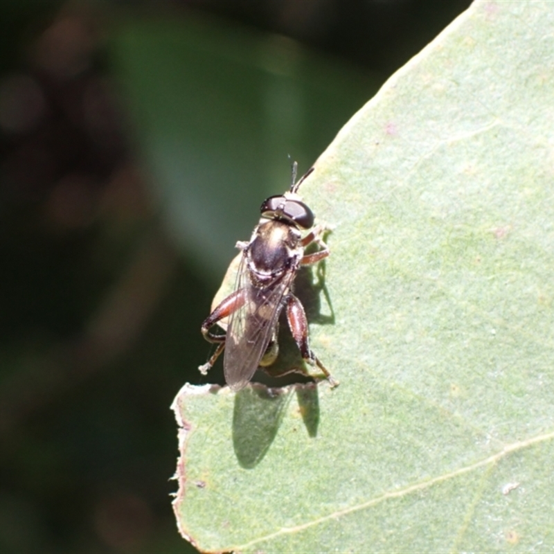 Chalcosyrphus elongatus