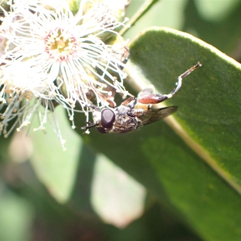 Chalcosyrphus elongatus