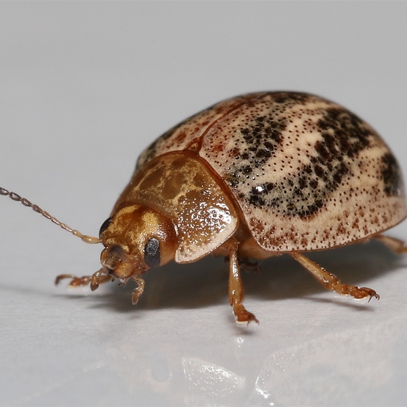 Paropsisterna semifumata