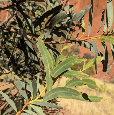 Acacia pruinocarpa