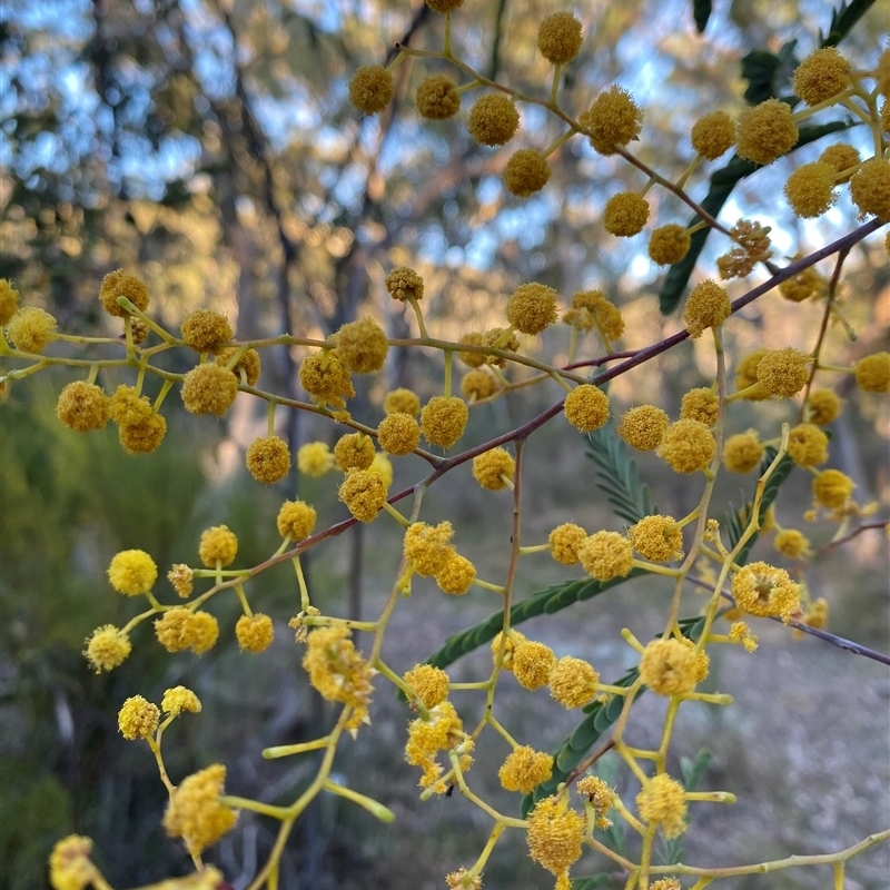 Acacia pruinosa