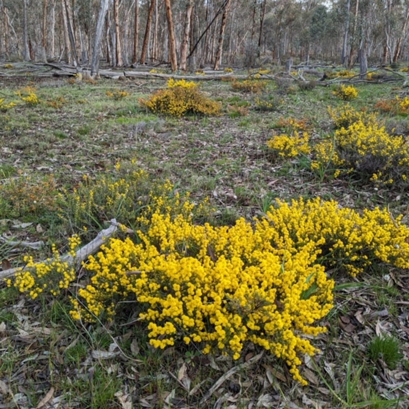 Acacia pulchella