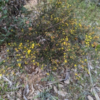 Acacia pulchella