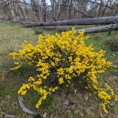 Acacia pulchella