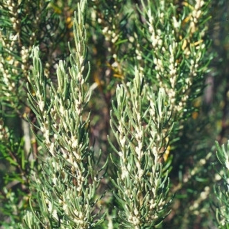 Bertya rosmarinifolia