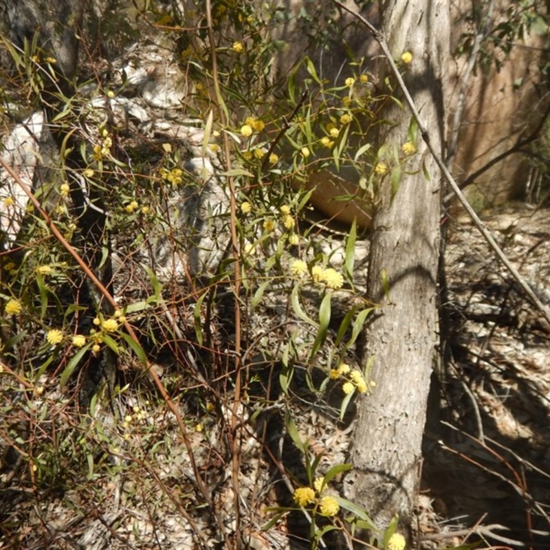 Acacia verniciflua