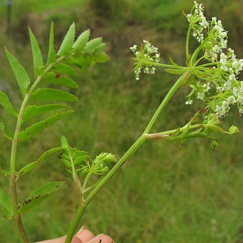 Berula erecta