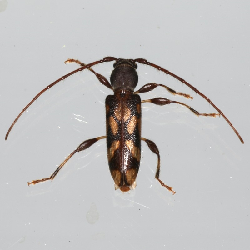 Bethelium diversicorne