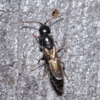 Bethylidae sp. (family)
