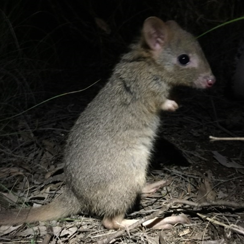 Bettongia gaimardi