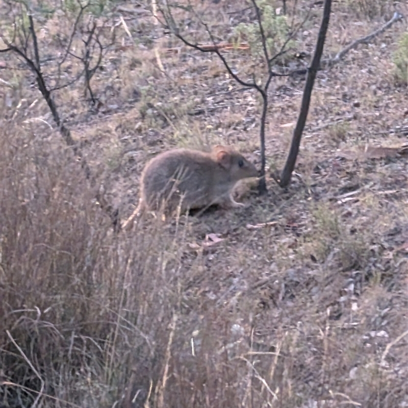 Bettongia gaimardi