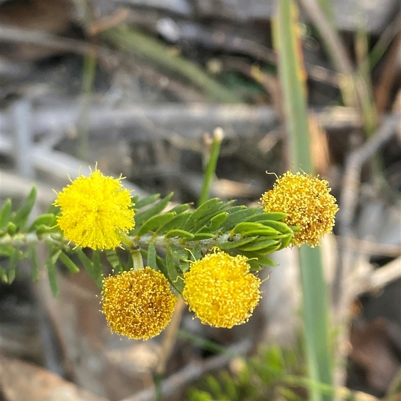 Acacia ruppii