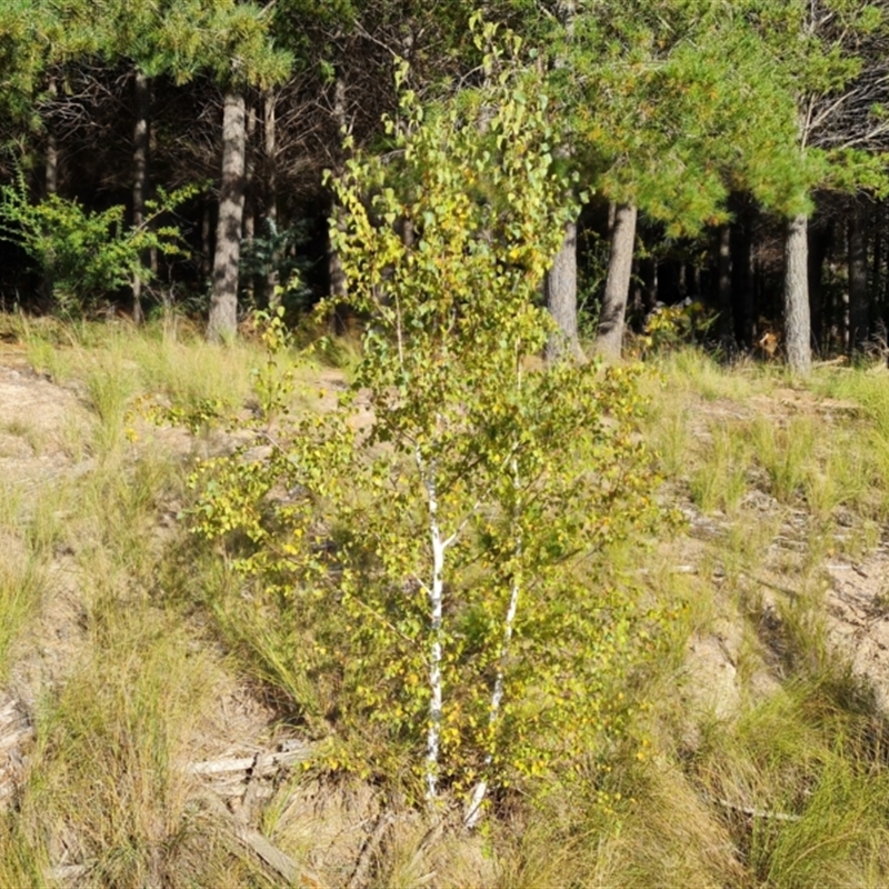 Betula pendula