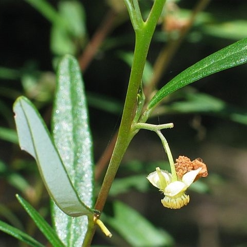 Beyeria lasiocarpa