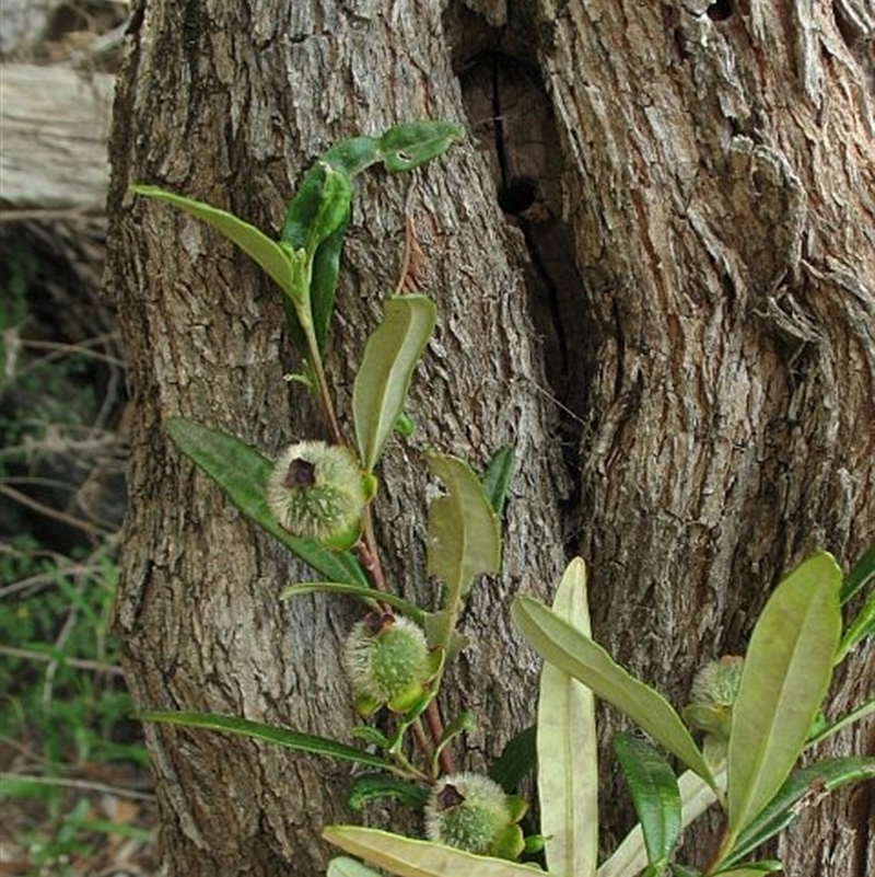 Beyeria lasiocarpa