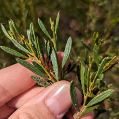 Acacia sclerophylla