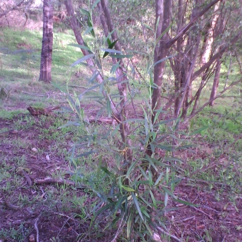Beyeria viscosa