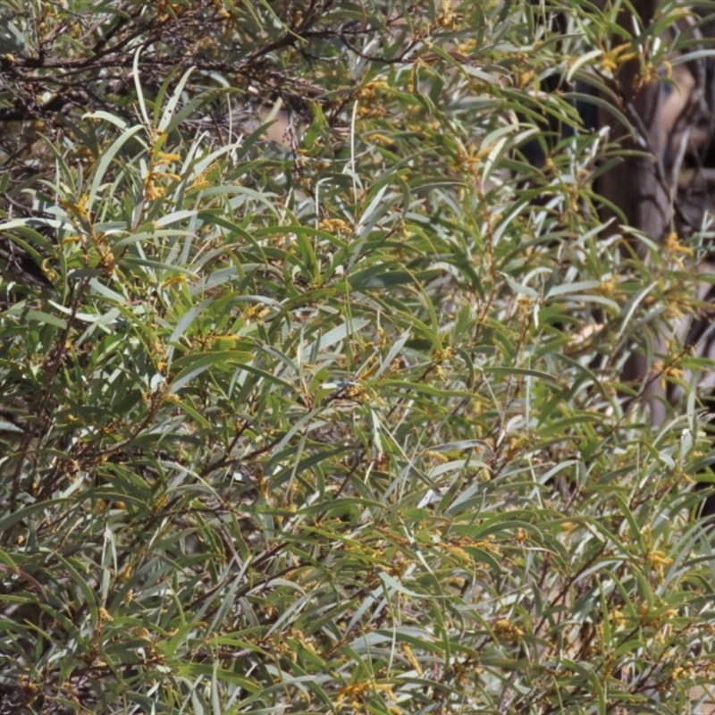 Acacia shirleyi