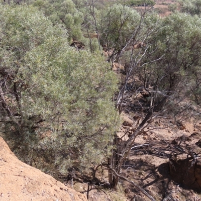 Acacia shirleyi