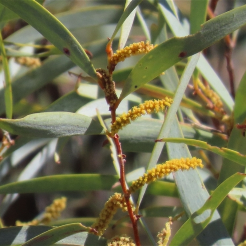 Acacia shirleyi