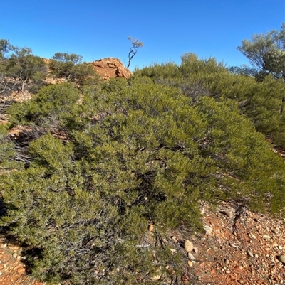 Acacia sibirica