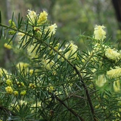 Acacia verticillata subsp. verticillata