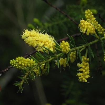 Acacia verticillata subsp. verticillata