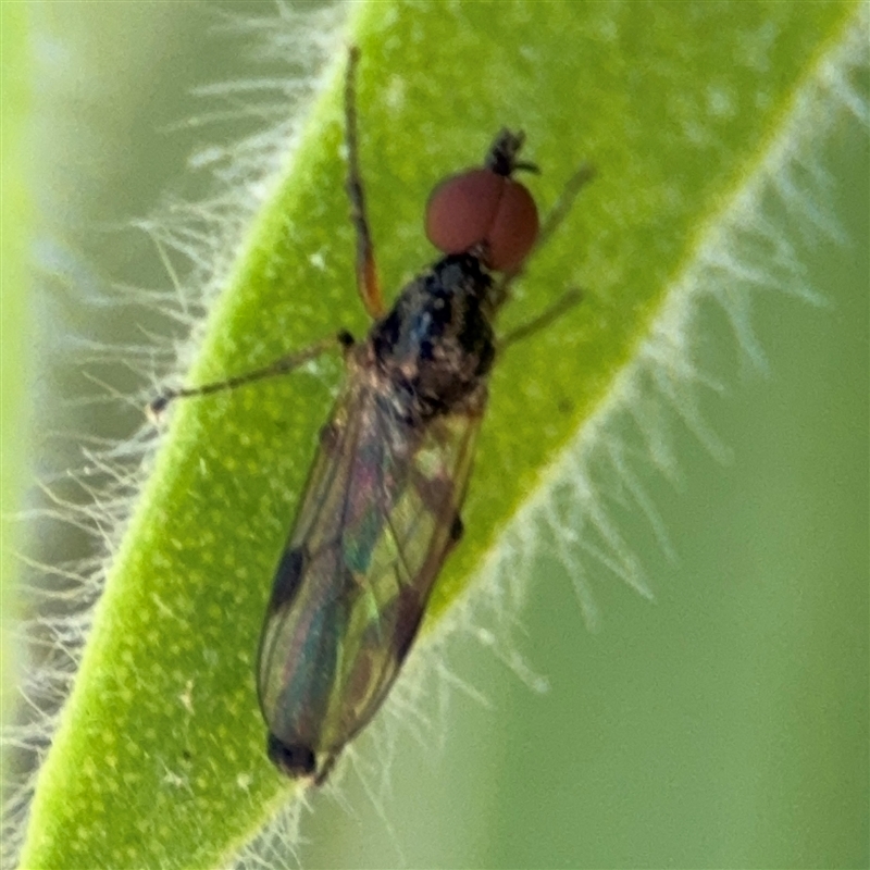 Bibionidae (family)