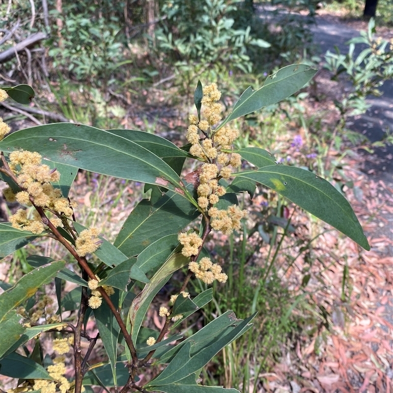 Acacia sp. New England (J.B.Williams 97011) NSW Herbarium