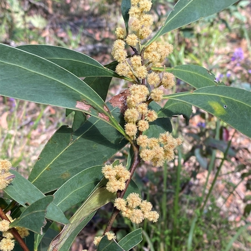 Acacia sp. New England (J.B.Williams 97011) NSW Herbarium