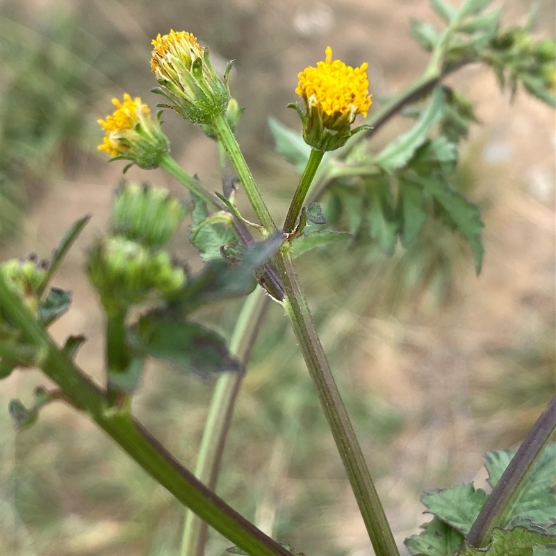 Bidens pilosa