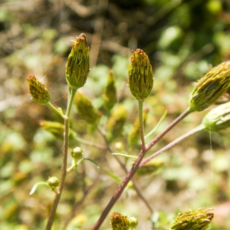 Bidens sp.