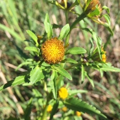 Panboola, in a wet area