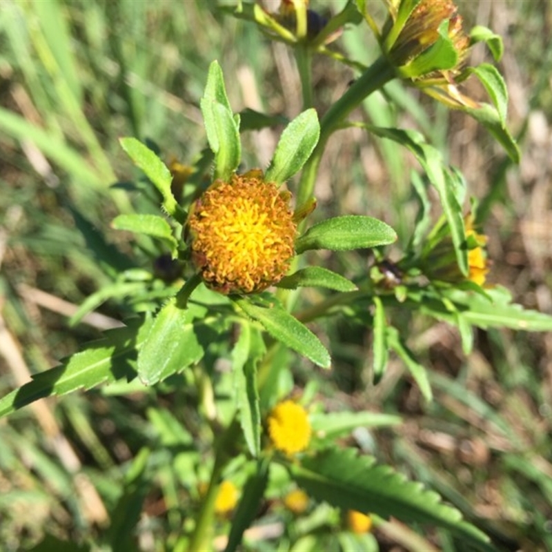 Bidens tripartita