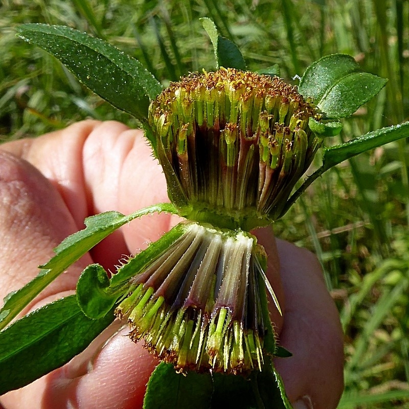 Bidens tripartita