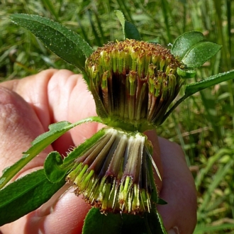 Seed head, not fully ripe