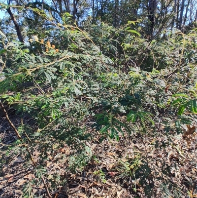 Acacia terminalis subsp. Long inflorescences (P.G.Kodela 307) NSW Herbarium